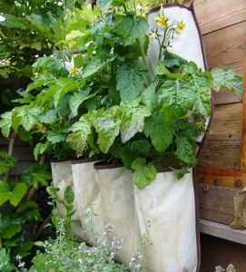 People planting flowers and vegetables in a backyard garden on a sunny day.