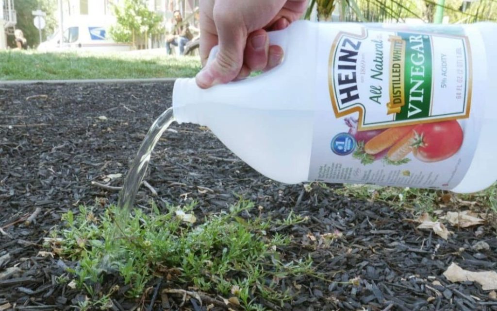 Natural Ways to Kill Weeds