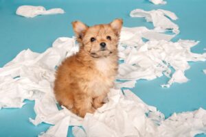 Cat sitting near toilet paper roll, demonstrating the correct way to hang it.