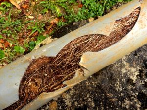 Tips to prevent clogged sewer drains effectively