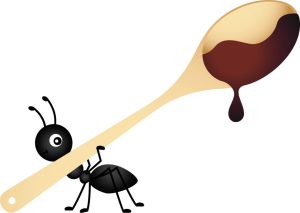 Effective tips to get rid of ants at home